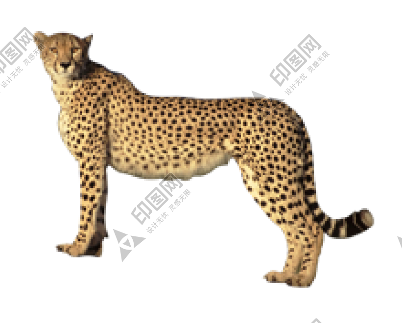 金錢豹_獵豹_豹子_cheetah_cheetah
