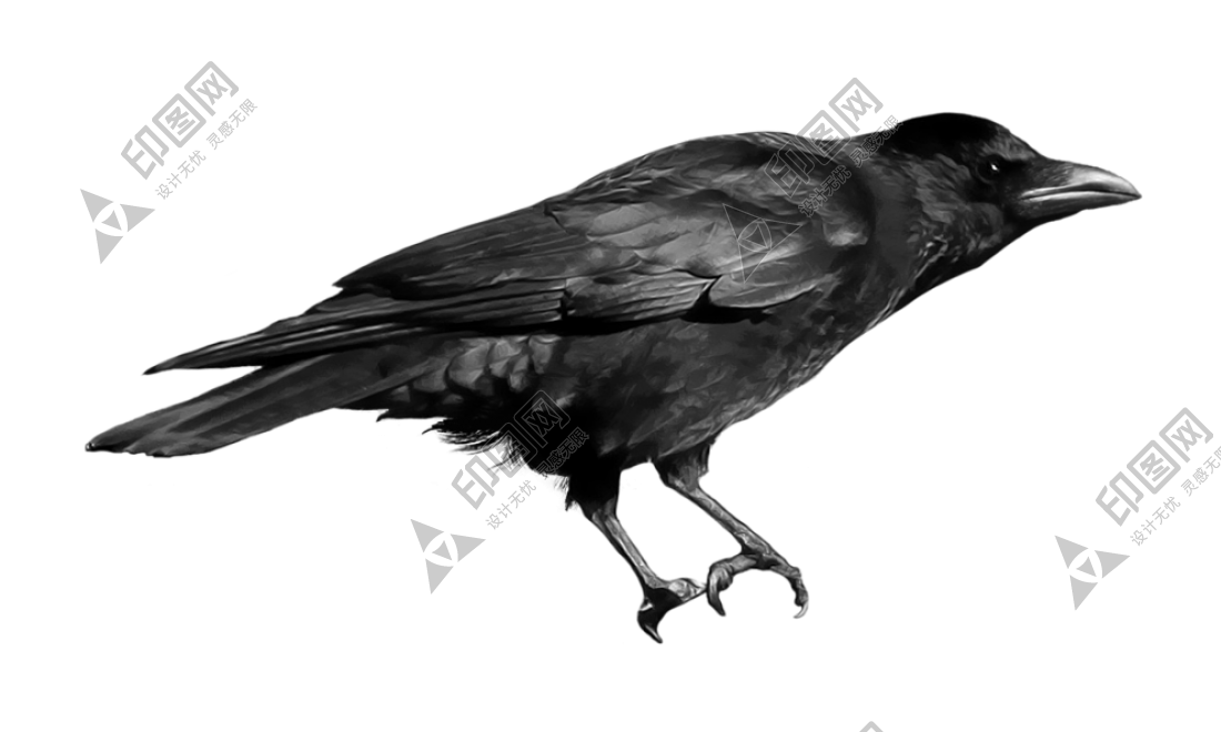 烏鴉_老鴰_crow_crow