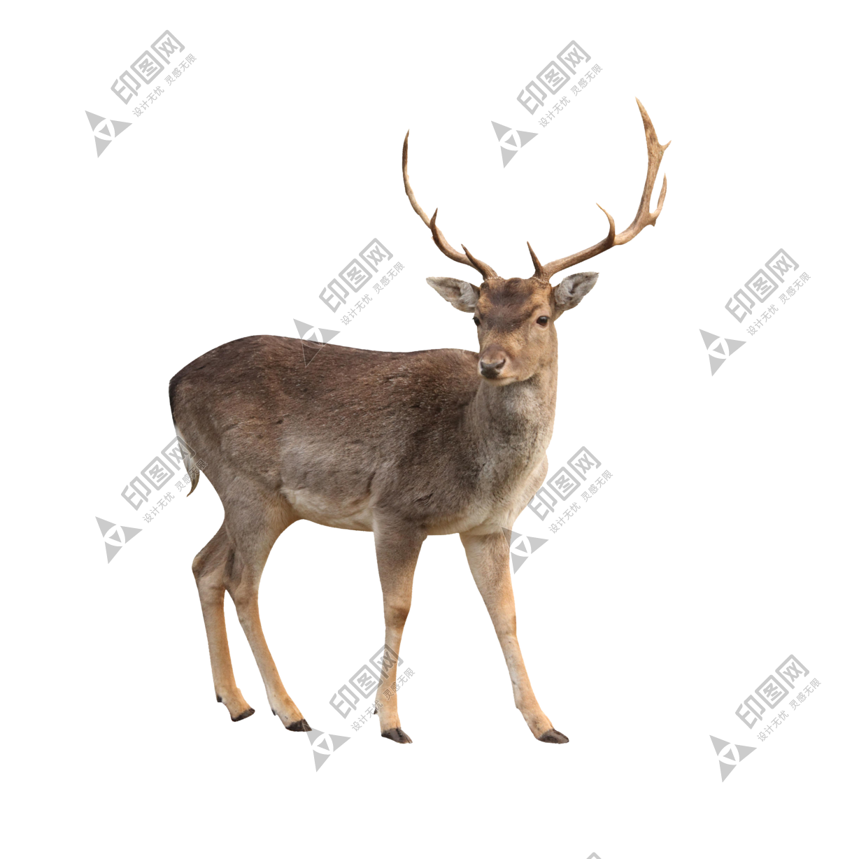 梅花鹿_鹿_deer_deer