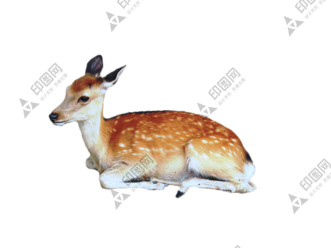 梅花鹿_鹿_deer_deer