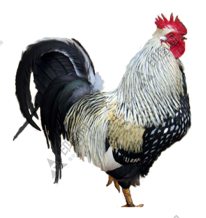 鸡_公鸡_雄鸡_cock_cock