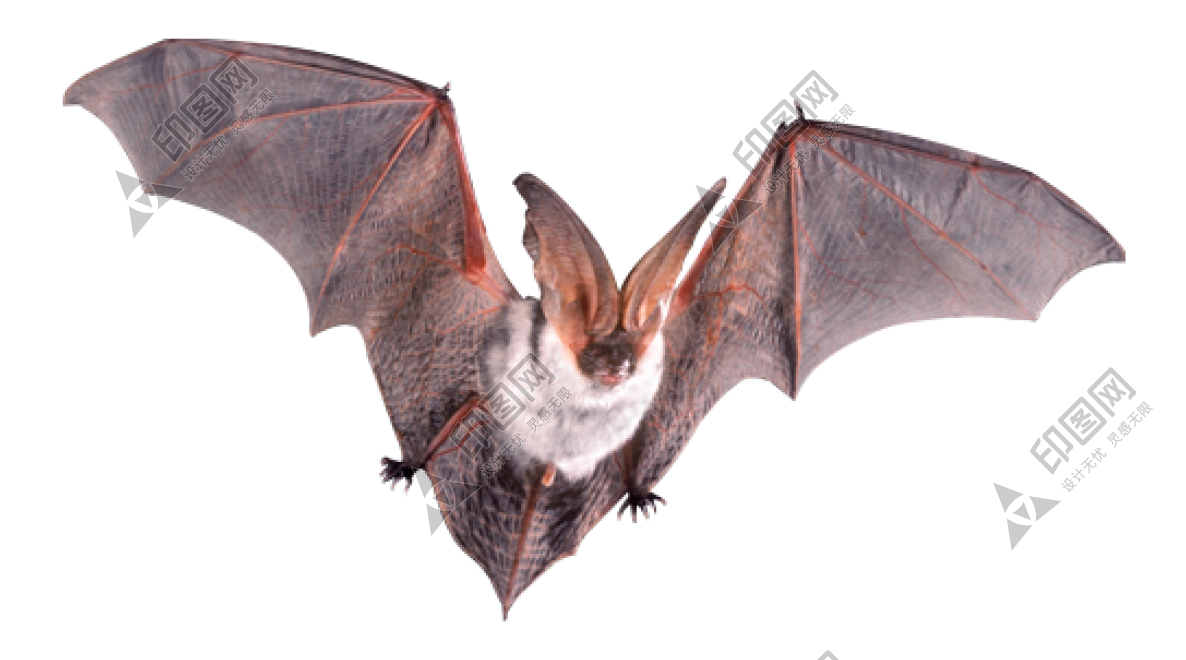 蝙蝠_飛鼠_天鼠_bat_bat