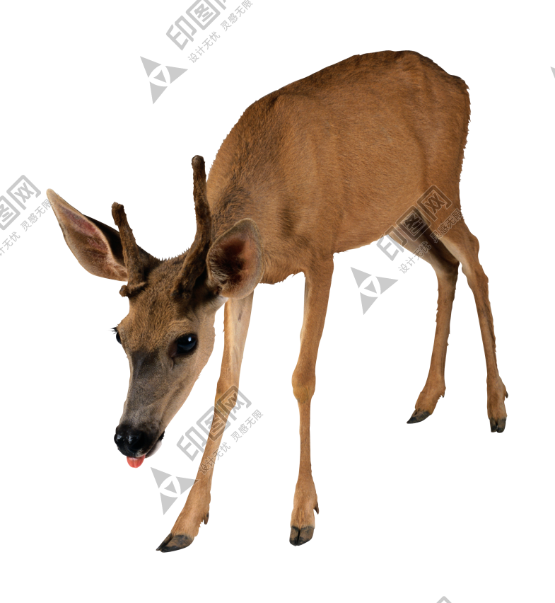 梅花鹿_鹿_deer_deer