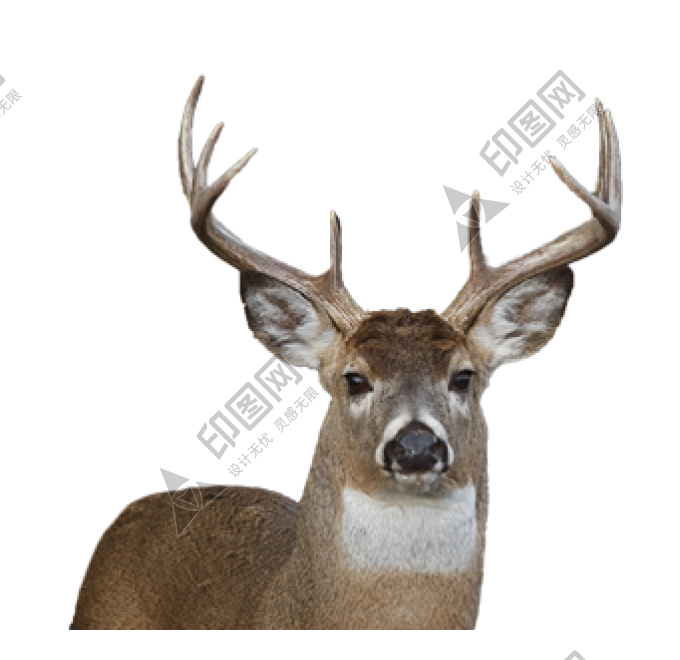 梅花鹿_鹿_deer_deer