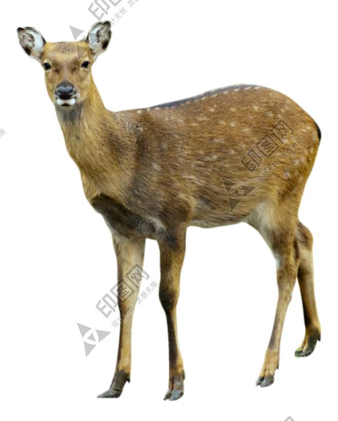 梅花鹿_鹿_deer_deer