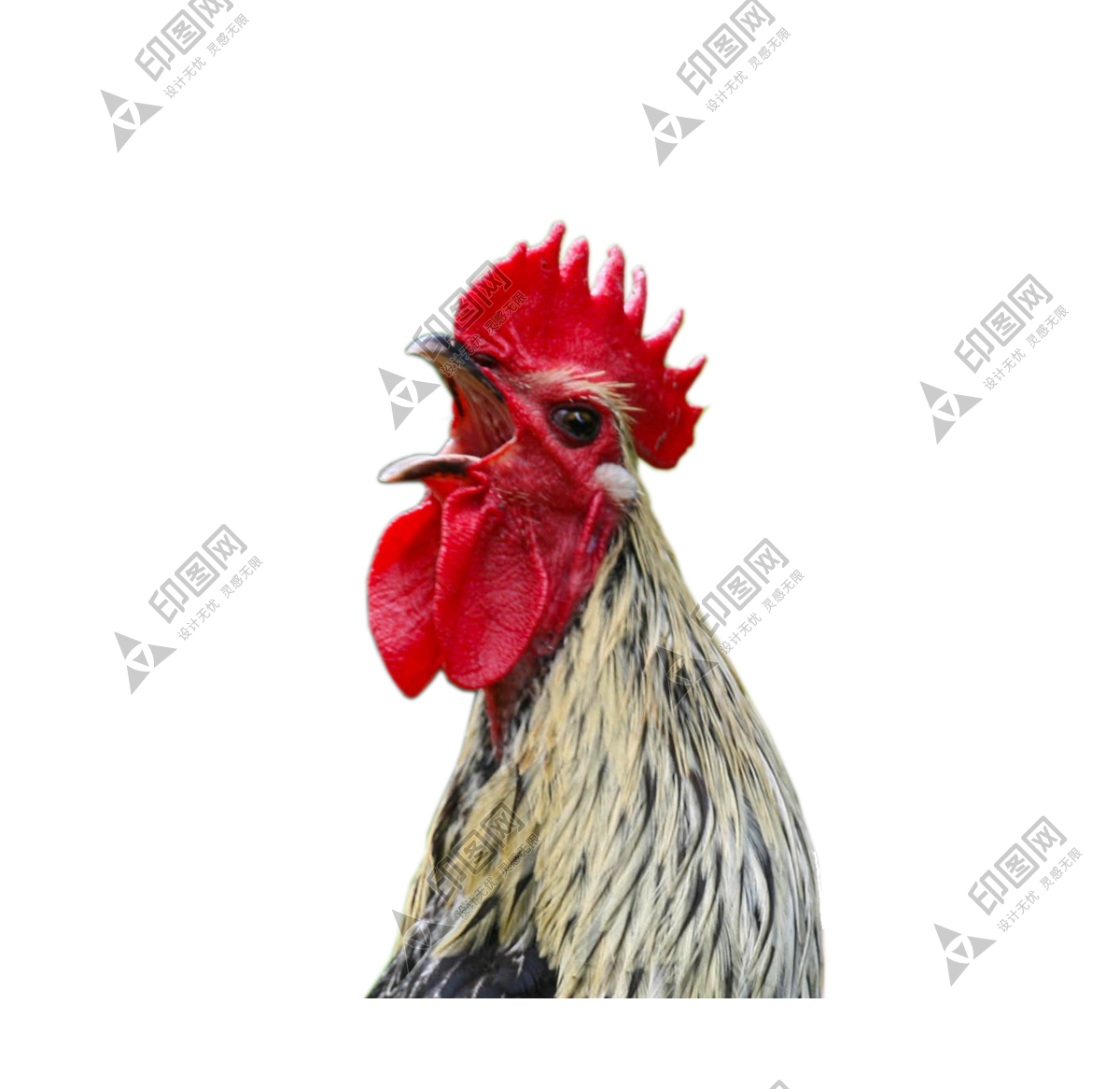 鸡_公鸡_雄鸡_cock_cock