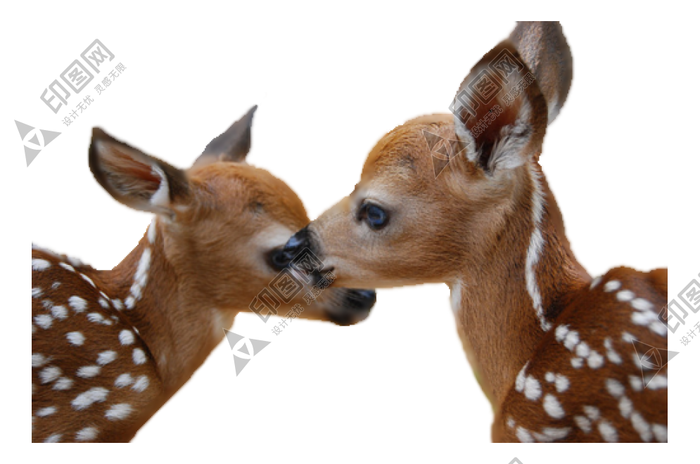 梅花鹿_鹿_deer_deer