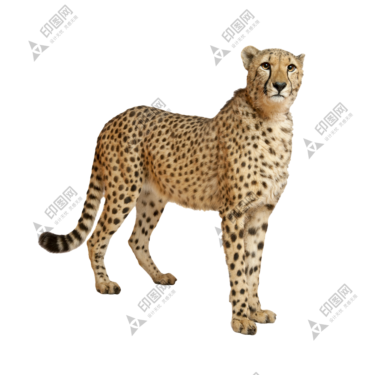 金錢豹_獵豹_豹子_cheetah_cheetah