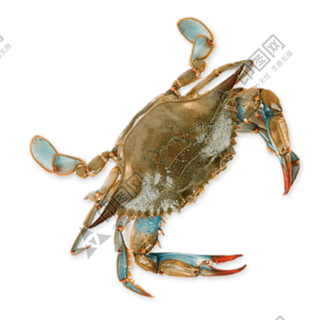 螃蟹_蟹_crab_crab