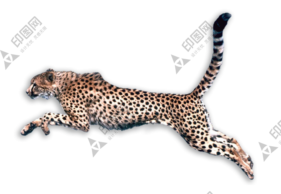 金錢豹_獵豹_豹子_cheetah_cheetah