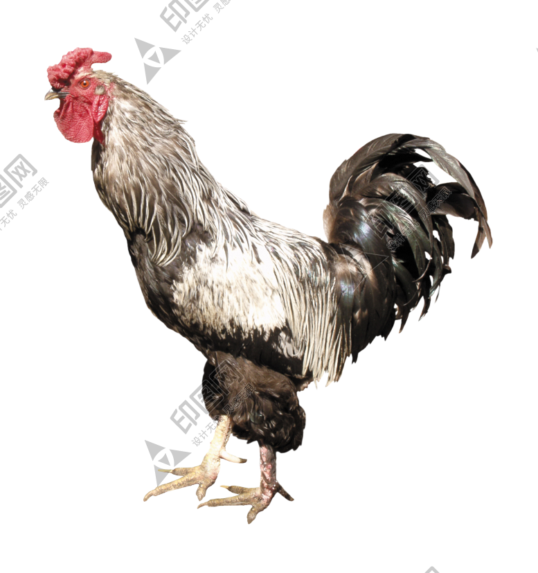 鸡_公鸡_雄鸡_cock_cock