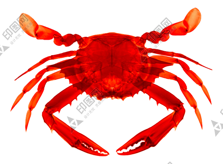 螃蟹_蟹_crab_crab