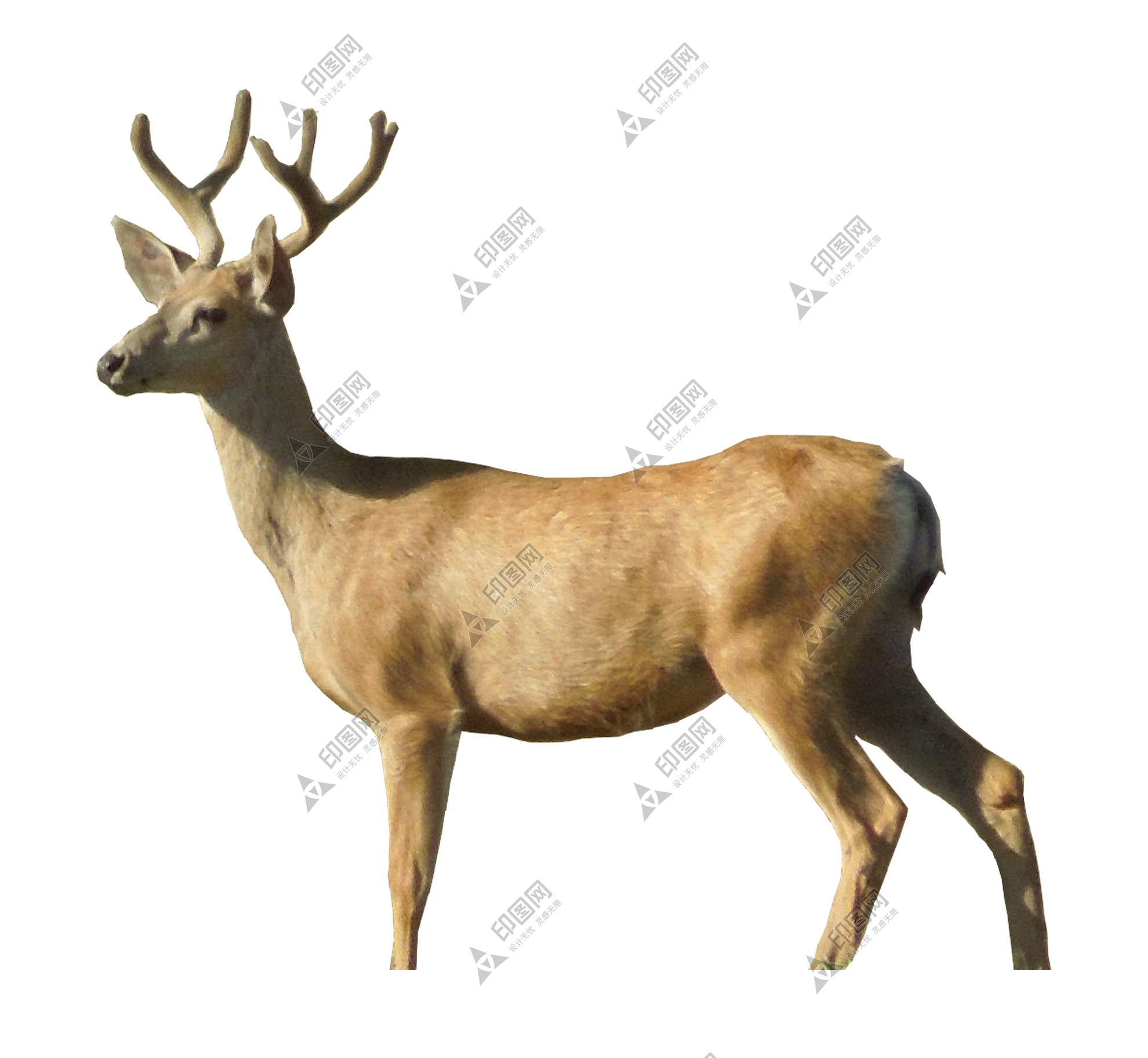 梅花鹿_鹿_deer_deer