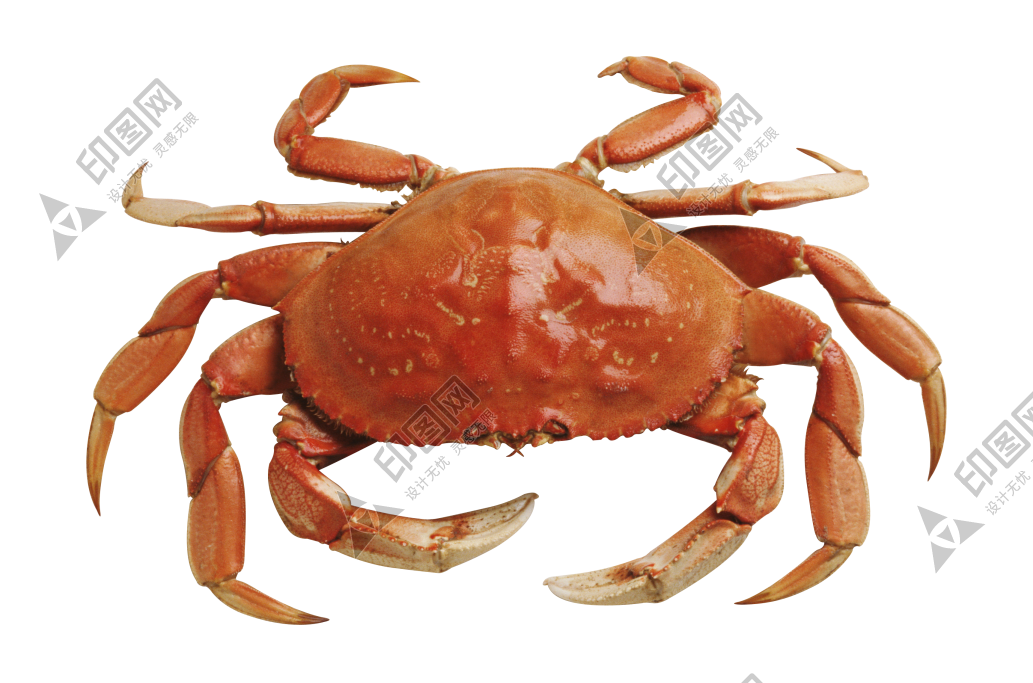 螃蟹_蟹_crab_crab