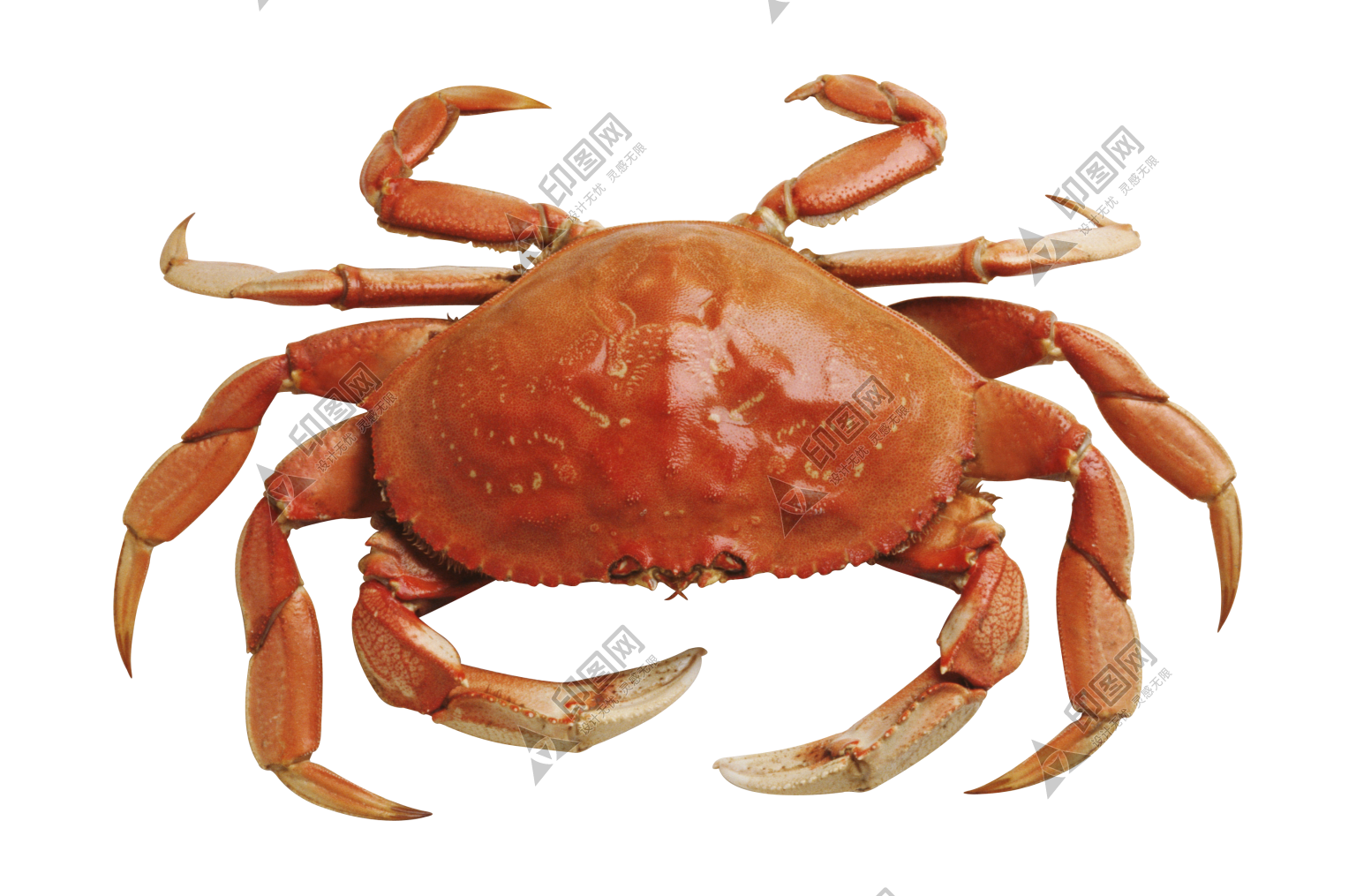 螃蟹_蟹_crab_crab
