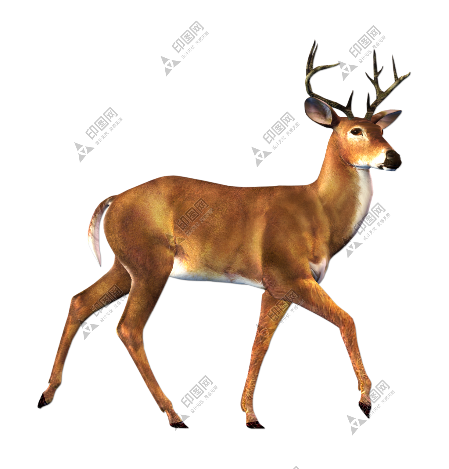 梅花鹿_鹿_deer_deer