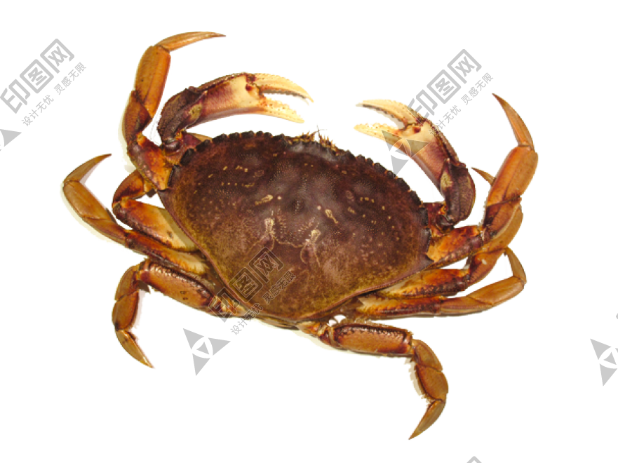 螃蟹_蟹_crab_crab