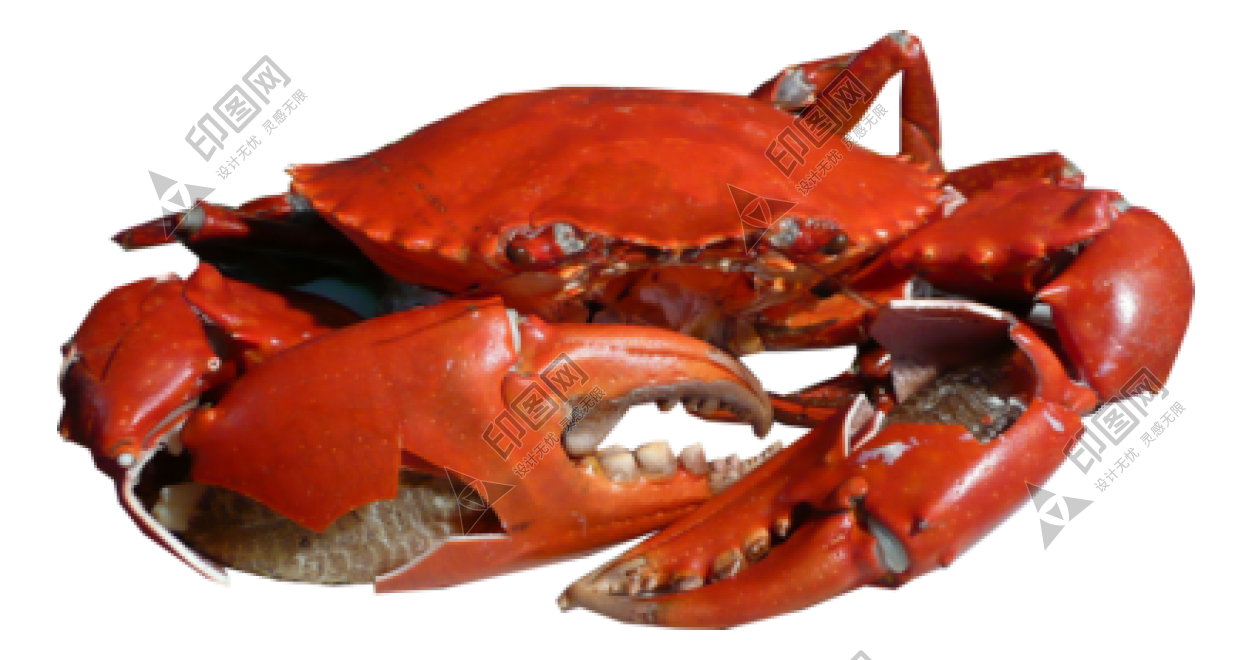 螃蟹_蟹_crab_crab