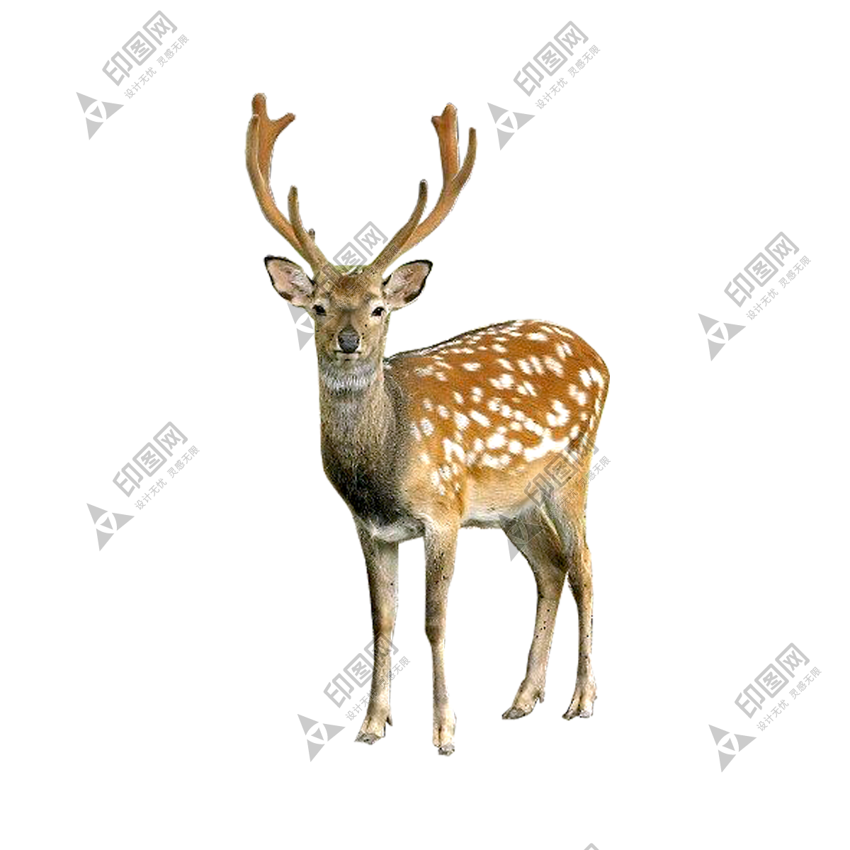 梅花鹿_鹿_deer_deer