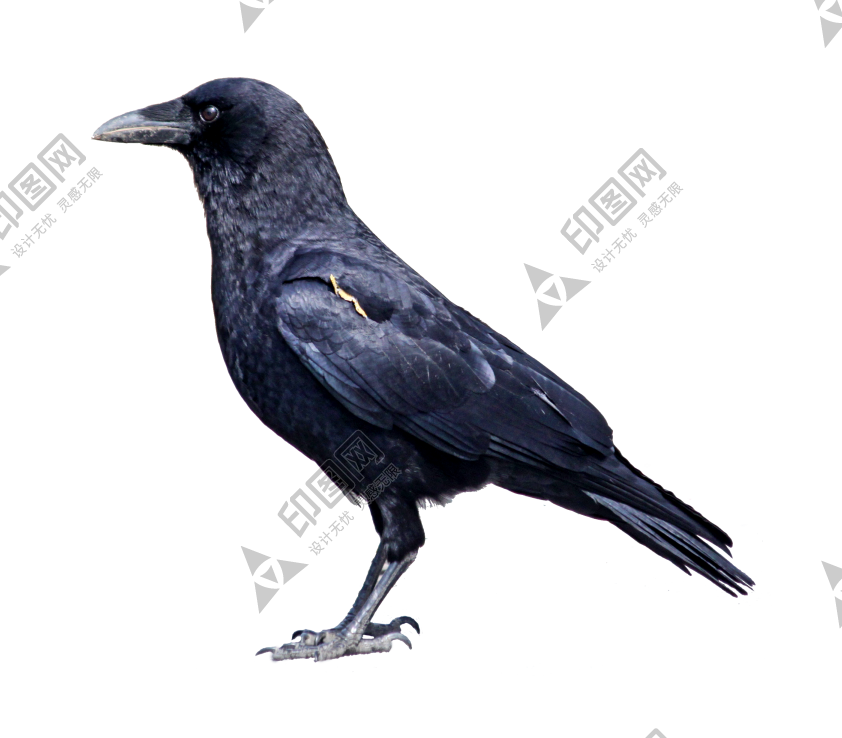 烏鴉_老鴰_crow_crow