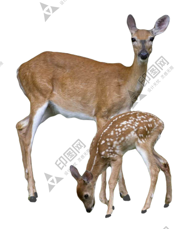 梅花鹿_鹿_deer_deer