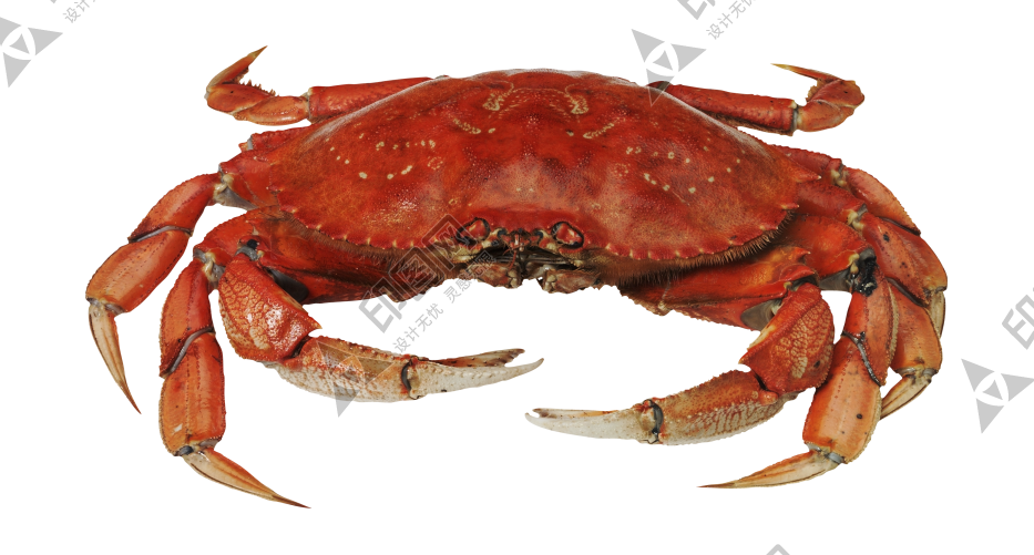 螃蟹_蟹_crab_crab
