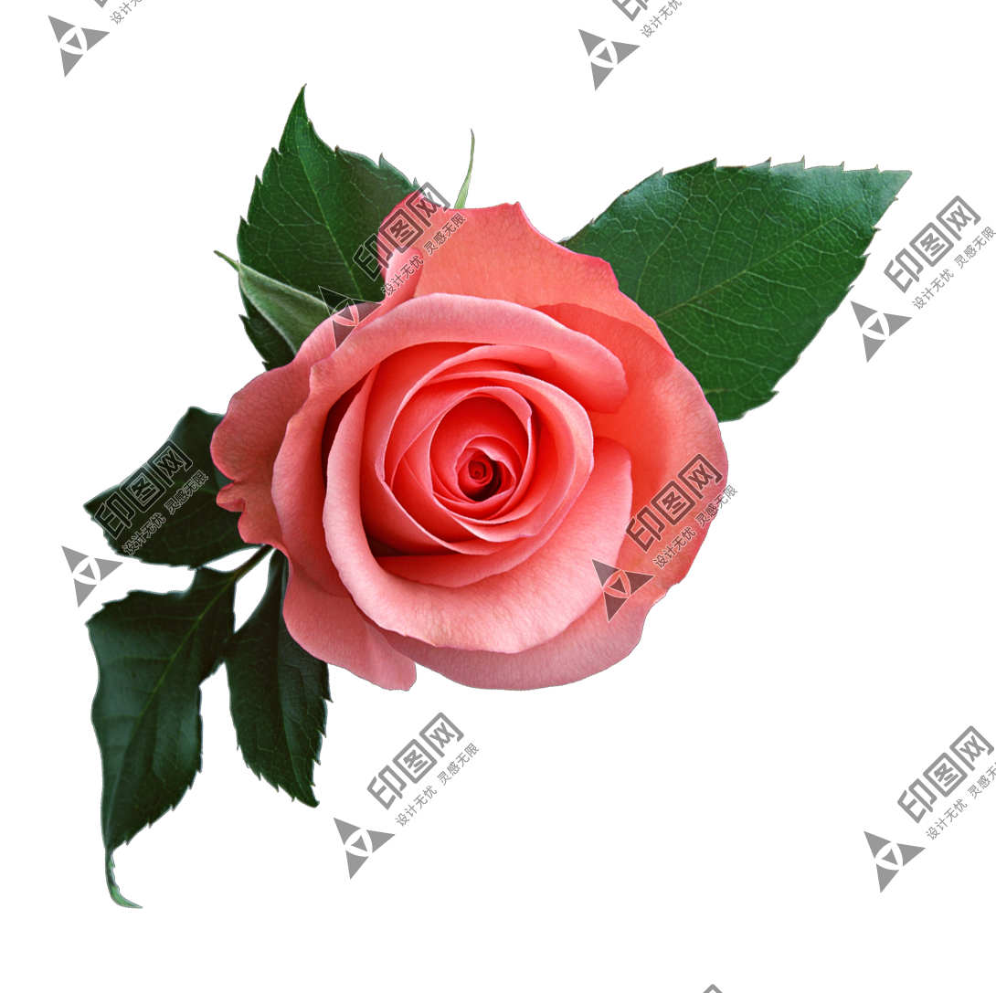 玫瑰_薔薇_花朵_花_玫瑰花_rose_rose