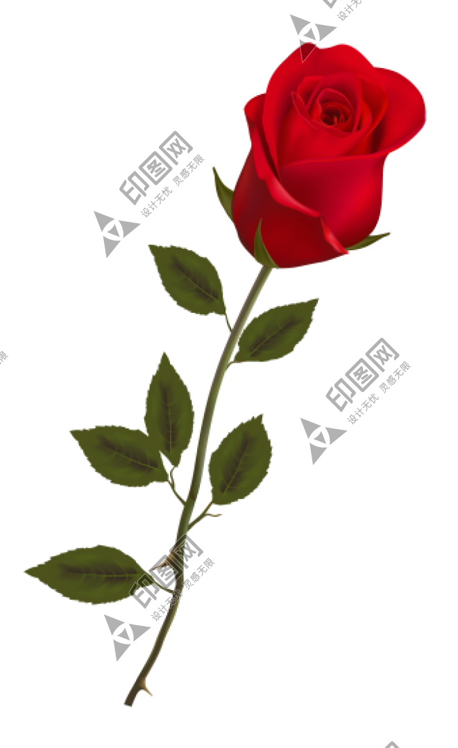 玫瑰_蔷薇_花朵_花_玫瑰花_rose_rose