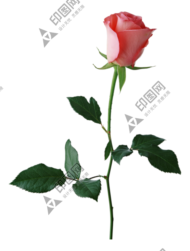玫瑰_蔷薇_花朵_花_玫瑰花_rose_rose