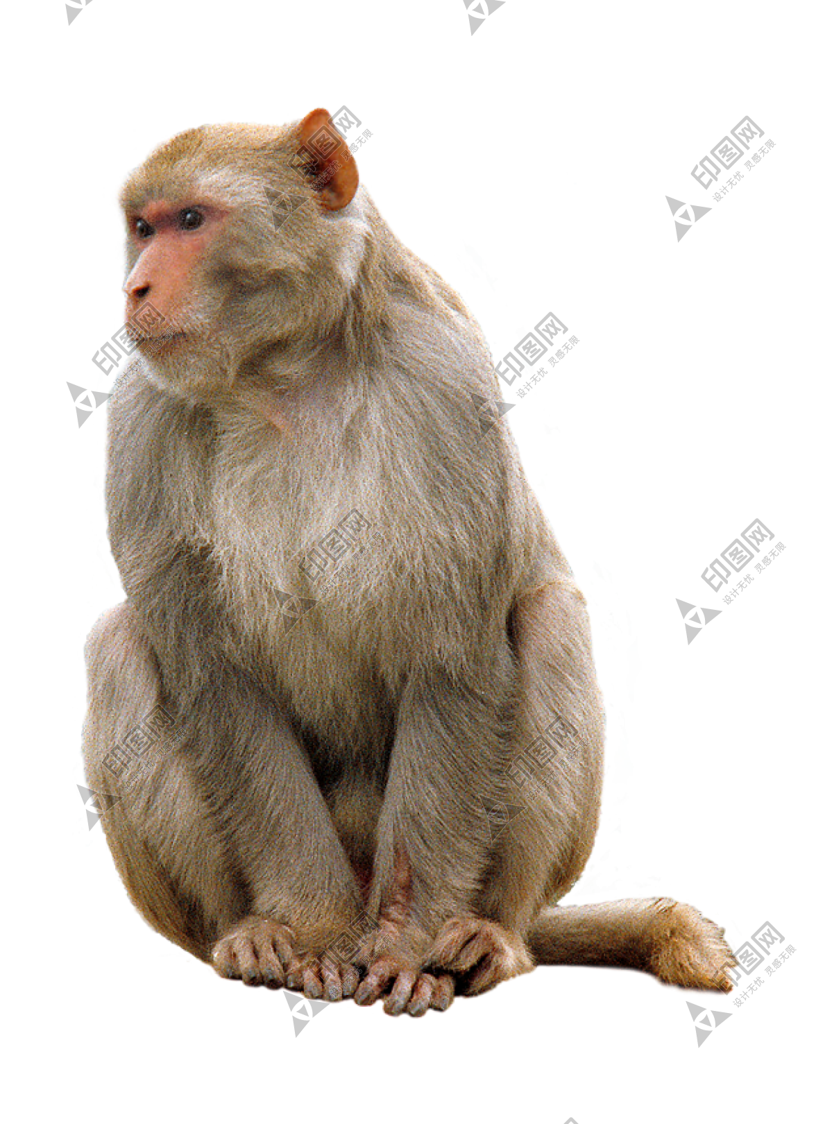 猴子_猴_monkey_monkey
