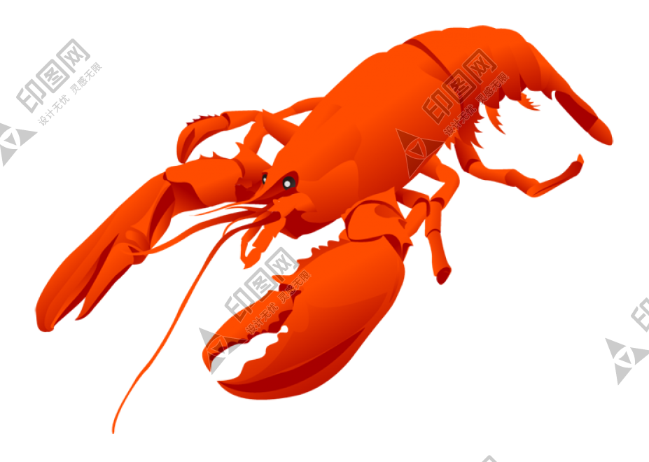 红色_龙虾_小龙虾_虾_lobster_lobster
