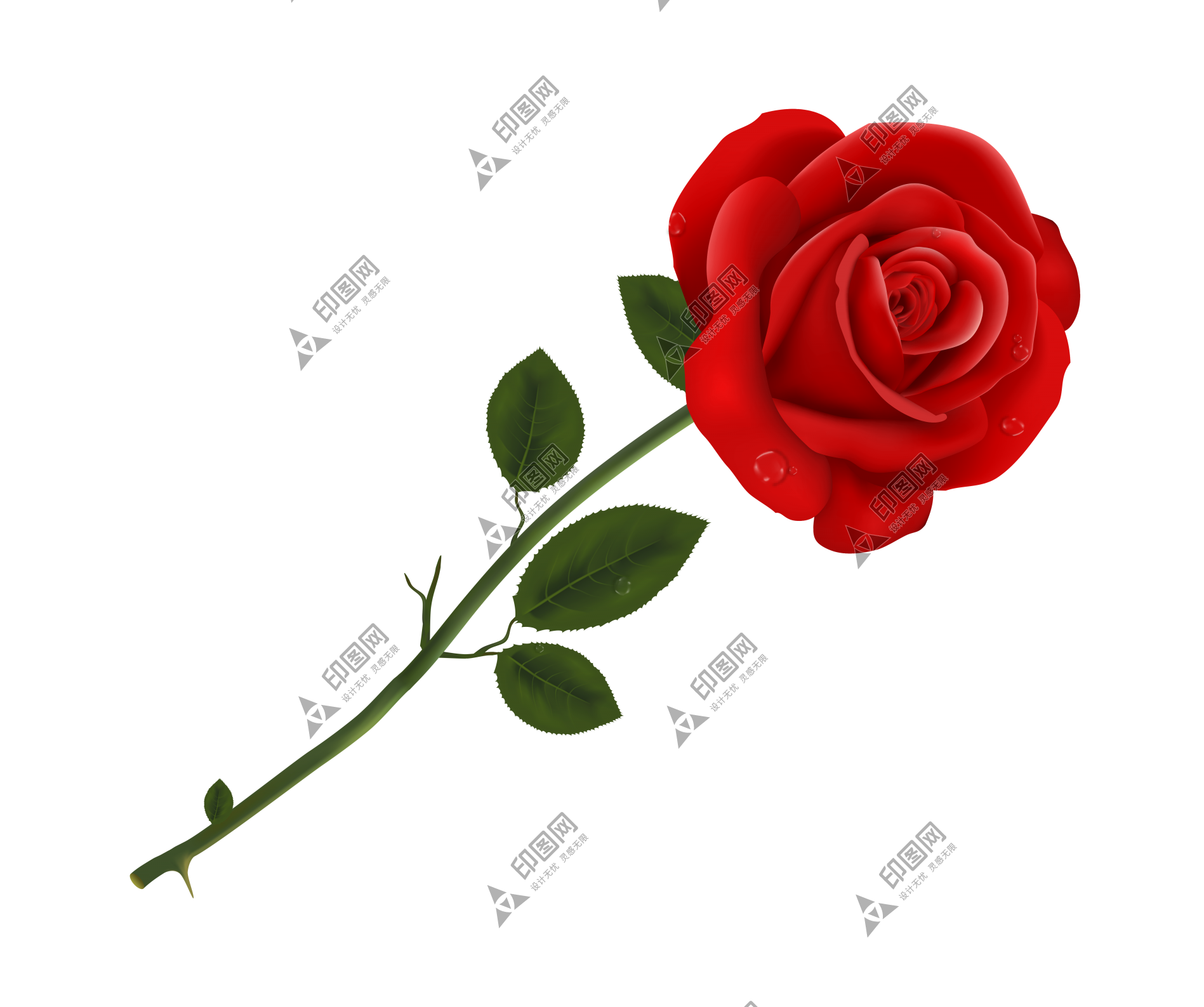 玫瑰_薔薇_花朵_花_玫瑰花_rose_rose