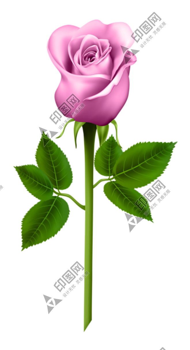 玫瑰_蔷薇_花朵_花_玫瑰花_rose_rose
