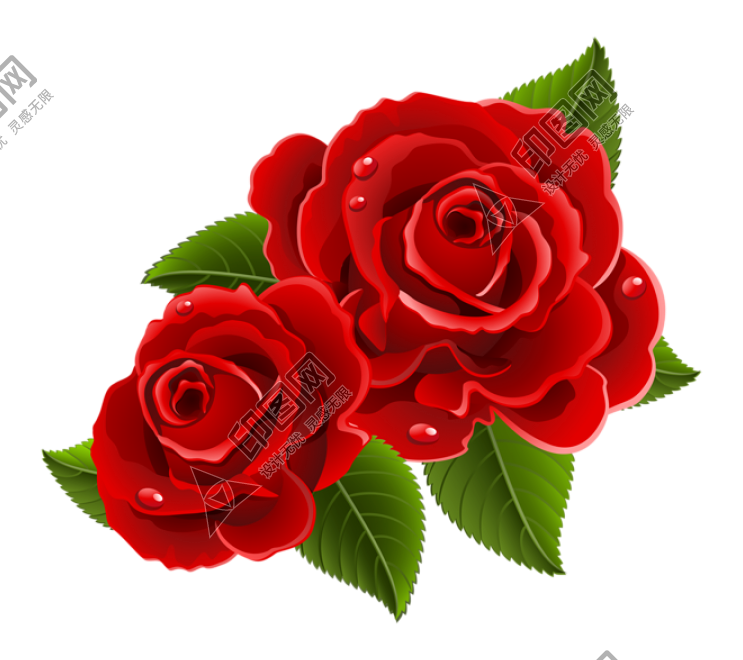 玫瑰_蔷薇_花朵_花_玫瑰花_rose_rose