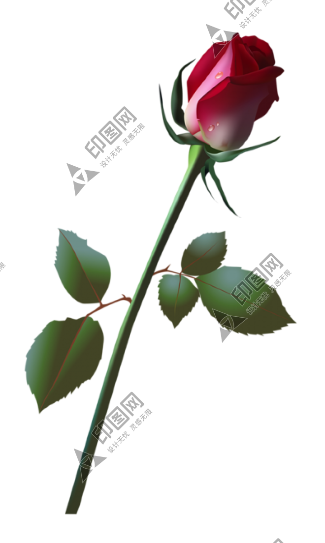 玫瑰_薔薇_花朵_花_玫瑰花_rose_rose