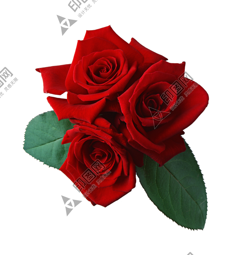 玫瑰_薔薇_花朵_花_玫瑰花_rose_rose