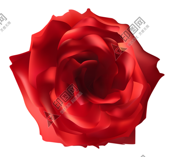 玫瑰_薔薇_花朵_花_玫瑰花_rose_rose