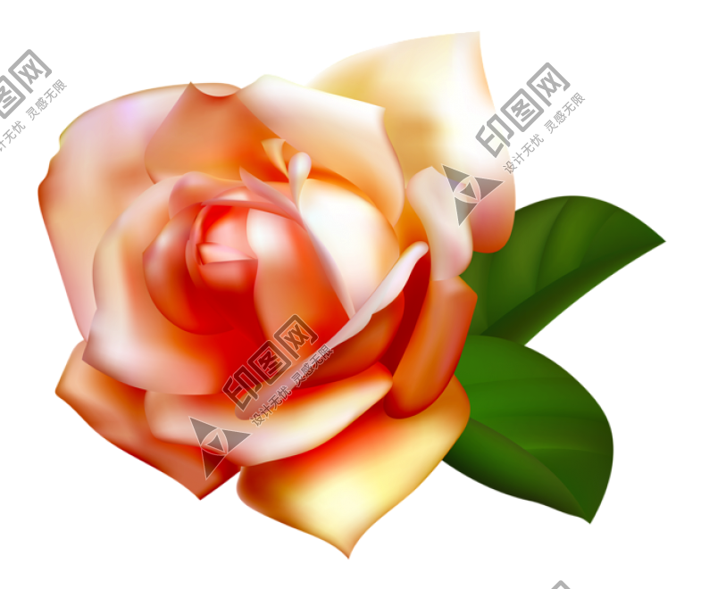 玫瑰_薔薇_花朵_花_玫瑰花_rose_rose