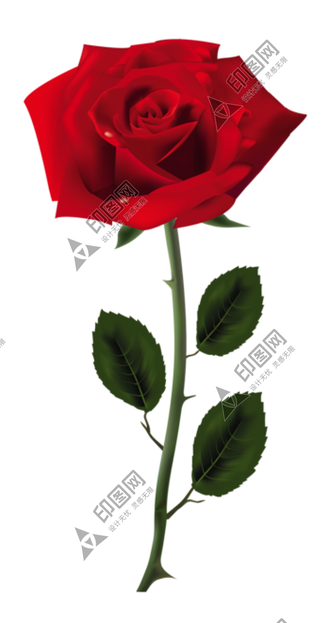玫瑰_薔薇_花朵_花_玫瑰花_rose_rose