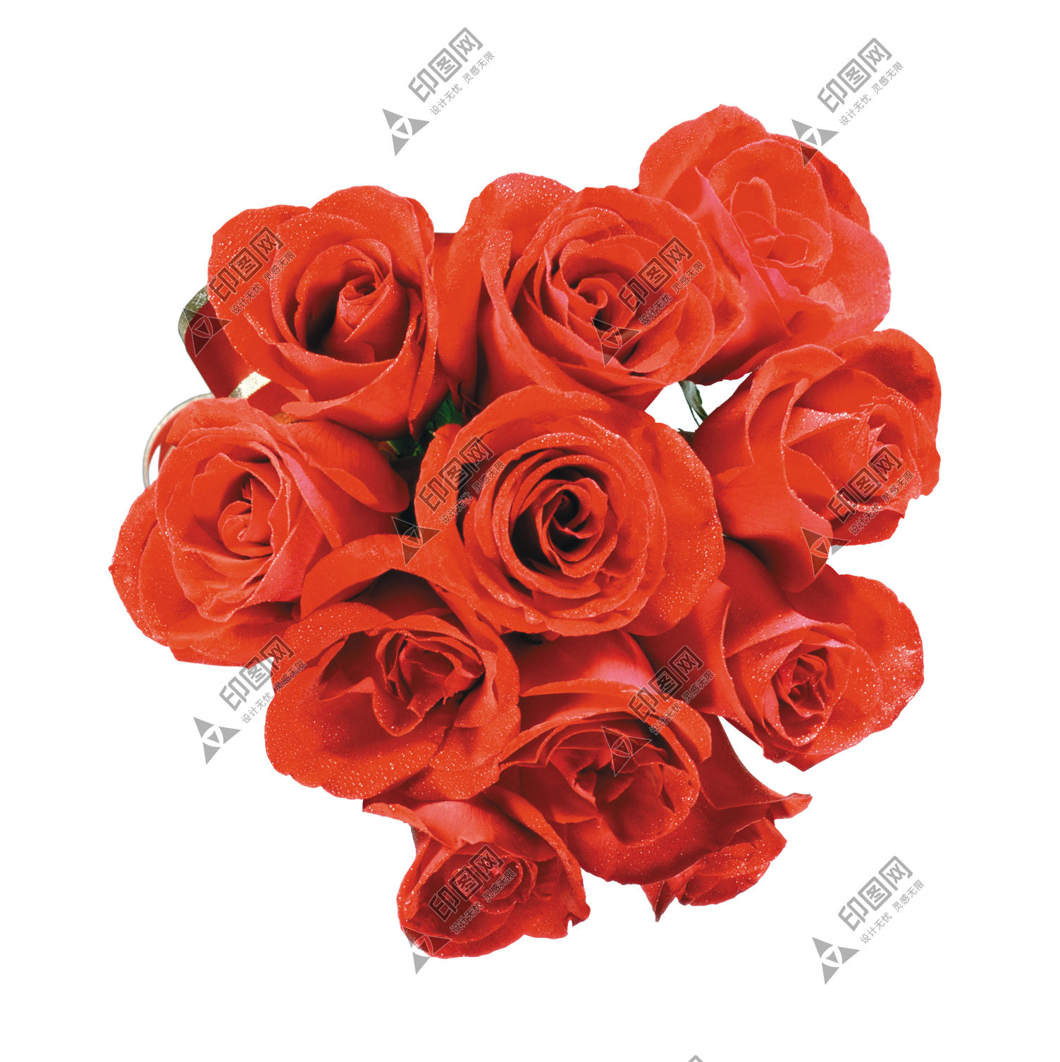 玫瑰_薔薇_花朵_花_玫瑰花_rose_rose