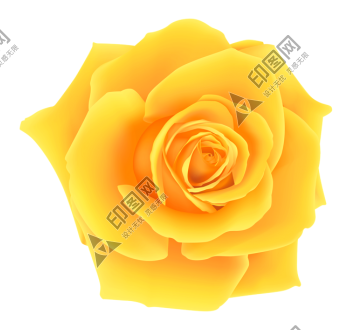玫瑰_蔷薇_花朵_花_玫瑰花_rose_rose