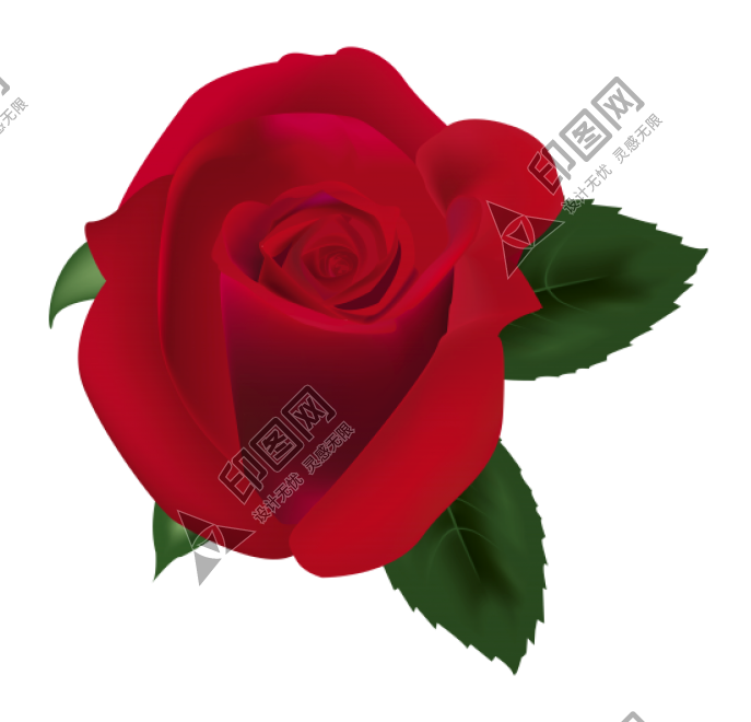 玫瑰_薔薇_花朵_花_玫瑰花_rose_rose