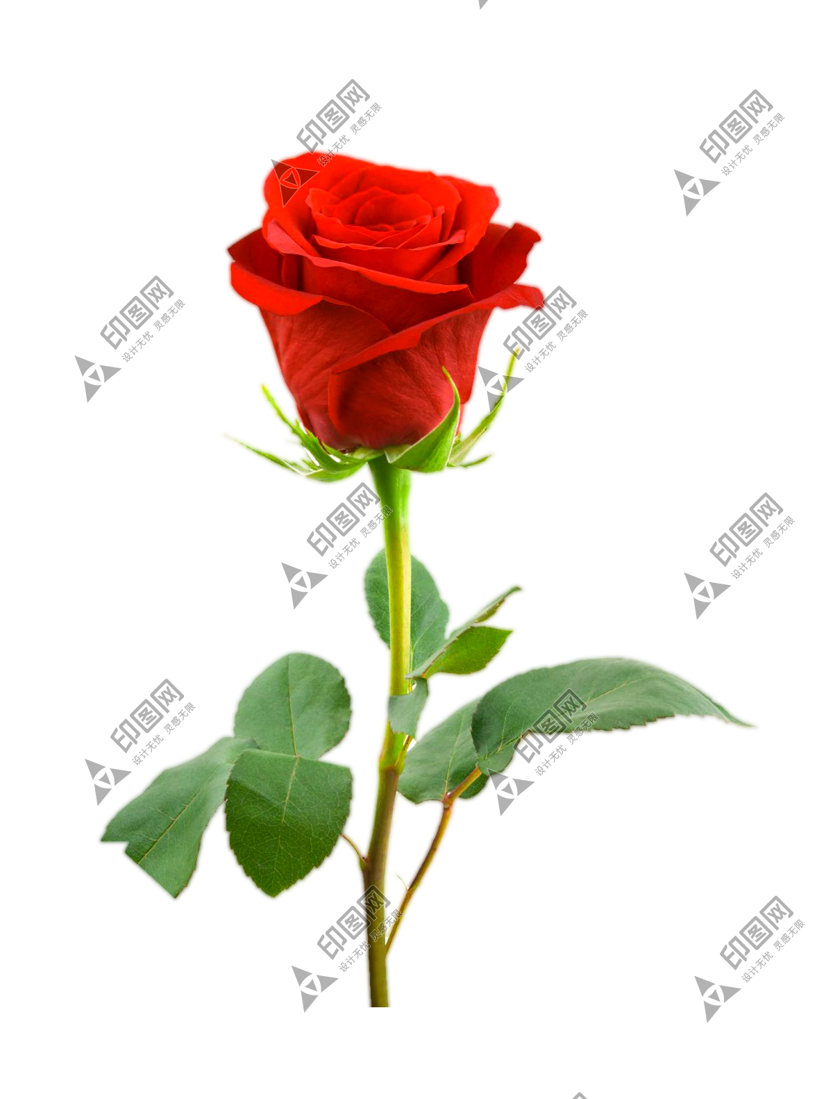 玫瑰_薔薇_花朵_花_玫瑰花_rose_rose