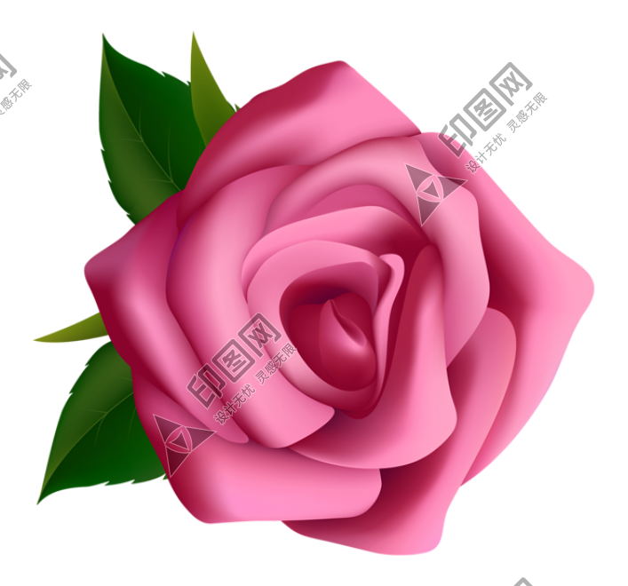 玫瑰_薔薇_花朵_花_玫瑰花_rose_rose