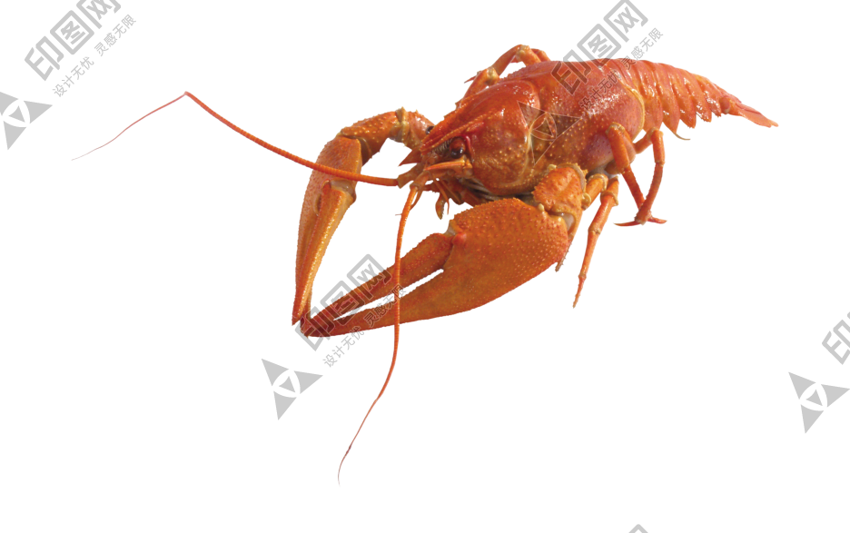 紅色_龍蝦_小龍蝦_蝦_lobster_lobster