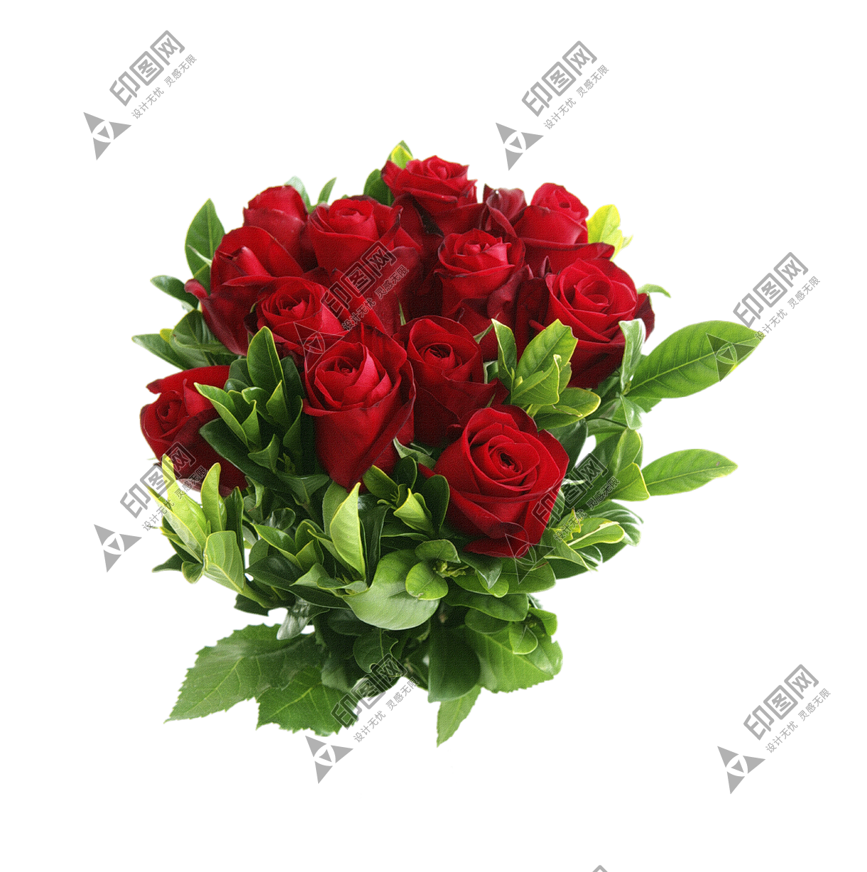 玫瑰_薔薇_花朵_花_玫瑰花_rose_rose