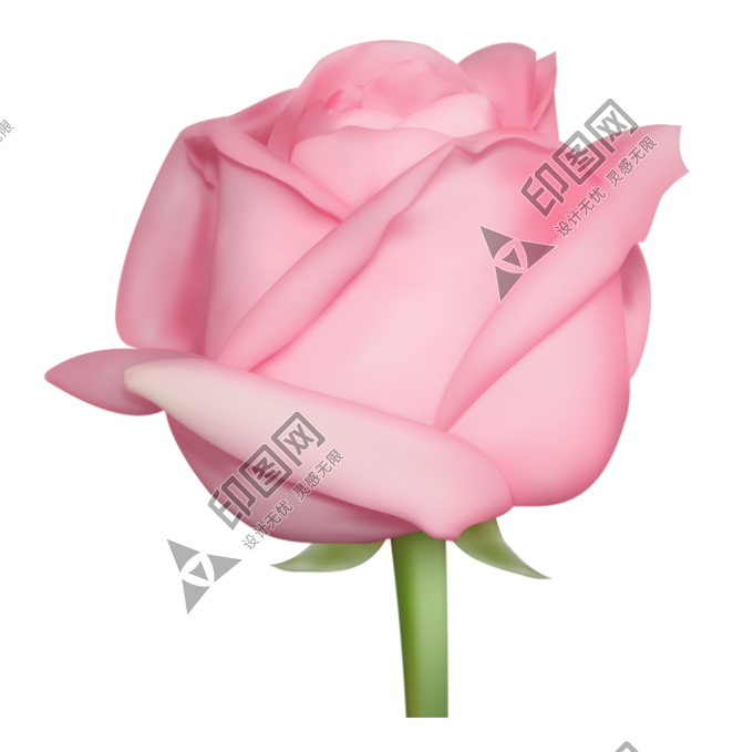 玫瑰_蔷薇_花朵_花_玫瑰花_rose_rose