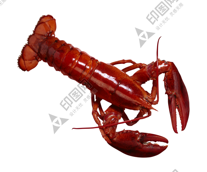 红色_龙虾_小龙虾_虾_lobster_lobster