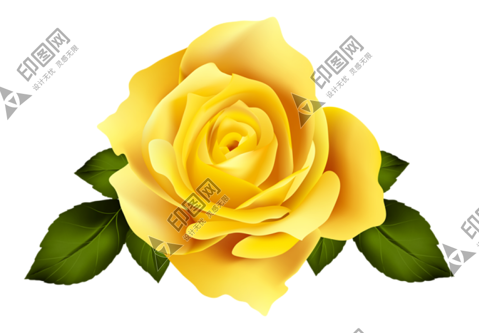 玫瑰_蔷薇_花朵_花_玫瑰花_rose_rose