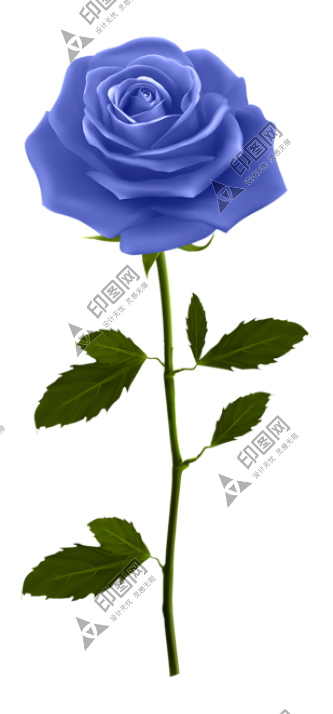 玫瑰_薔薇_花朵_花_玫瑰花_rose_rose
